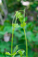 Ivy Gourd are growing up in the garden as green natural background.