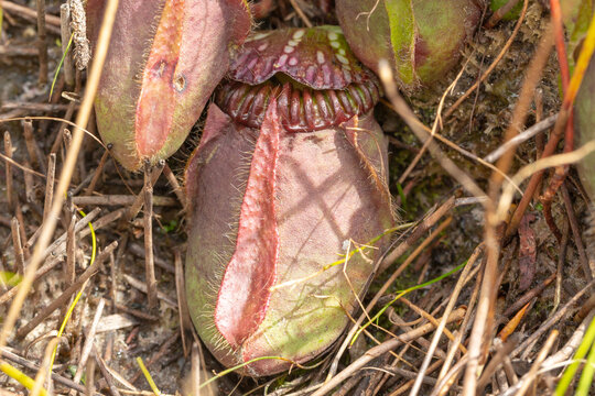single picther of the endemic and enadangerd Albany Pitcher Plant (Cephalotus follicularis) found east of Albany in Western Australia