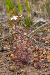 Drosera platypoda, an upright carnivorous plant of the Sundew family, found east of Alabany in Western Australia