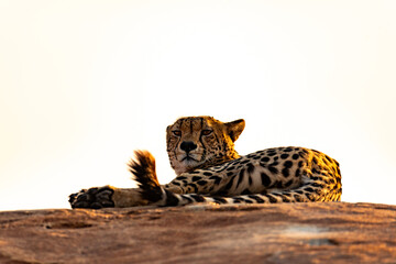 Cheetah on rock during sunrise, close up