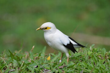 The black winged starling, Acridotheres melanopterus is a species of starling in the family Sturnidae
