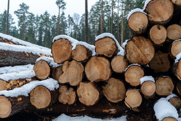 Snowy pine logs stack in winter forest area. Genetic forest management stage – deforestation. Nature save, environment sustainability concept.