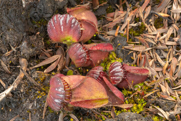 Australian endemic wildlower: Cephalotus follicularis, the Albany pitcher plant, seen close to...