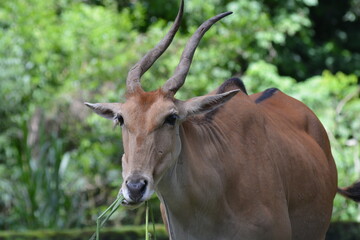 Naklejka na ściany i meble The common eland, Taurotragus oryx, also known as the southern eland or eland antelope