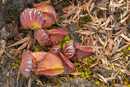 Cephalotus Follicularis