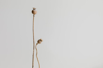 Two dried poppy heads with stem isolated on white background.