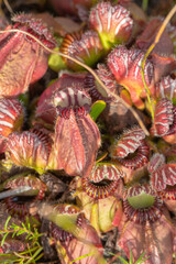 Obraz premium pitchers of Cephalotus follicularis, the Albany pitcher plant, seen close to Albany in Western Australia