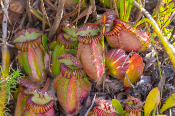 several pictures of the endemic and endangered Albany pitcher plant (Cephalotus follicularis) seen...