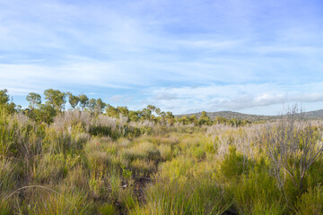 Fototapeta premium Landscape in the Two Peoples Bay Nature Reserve east of Albany in Western Australia