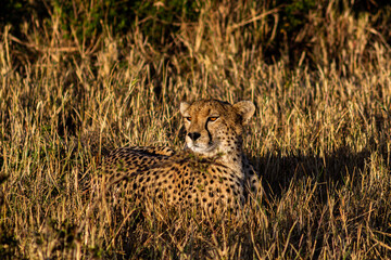 Cheetah chilling in grass