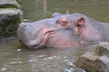 The hippopotamus, Hippopotamus amphibius, also called the hippo, common hippopotamus or river hippopotamus, is a large, mostly herbivorous, semiaquatic mammal.