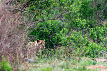 female lion on the prowl