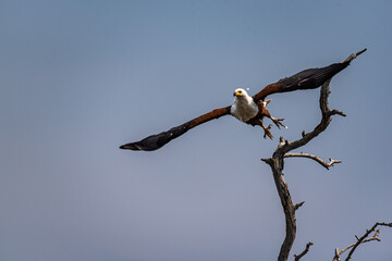 Bald Eagle taking off from a tree