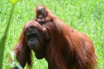 The Bornean orangutan, Pongo pygmaeus is a species of orangutan native to the island of Borneo.