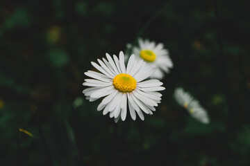 white daisy flower