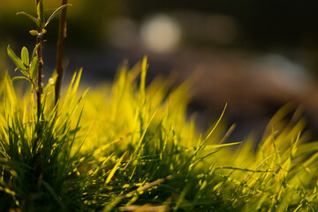 grass and sun