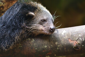 The binturong, Arctictis binturong, also known as bearcat.