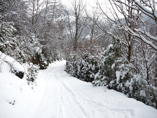 snow and forest in a very cold day