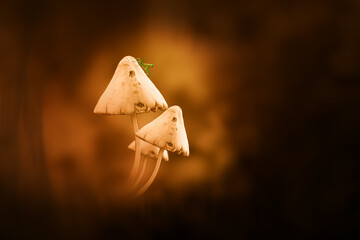 fortune cookie on a wooden background