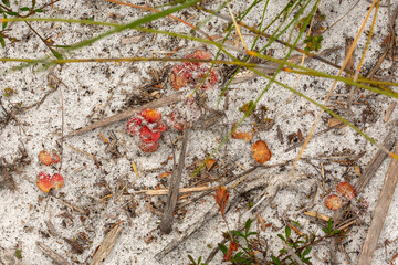 some rosettes of the flat red Sundew Drosera erythrohiza seen south of Albany in Western Australia,...