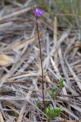 flowerscape of the Purple Enamel Orchid (Caladenia brunonis) seen south of Albany in Western Australia