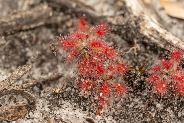 The small pygmy Sundew Drosera roseana in natural habitat seen close to Albany in Western Australia