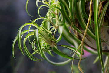 variegated spider  plant (Chlorophytum comosum Variegatum) houseplants