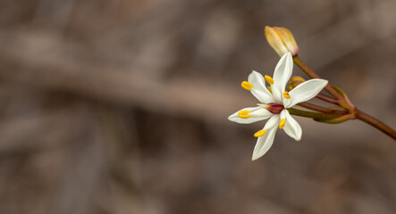 The white flower of a Burchardia found south of Albany in Western Australia