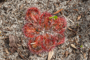 single rosette of the nice Sundew Drosera squamosa seen south of Albany in Western Australia, view...