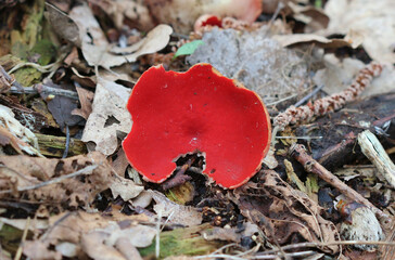 Scharlachroter Kelchbecherling - Scarlet elf cup