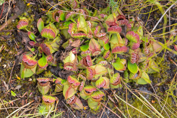nice clump of the carnivorous plant Cephalotus follicularis, the Albany Pitcher Plant found north...