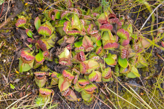 nice clump of the carnivorous plant Cephalotus follicularis, the Albany Pitcher Plant found north of Denmark in Western Australia