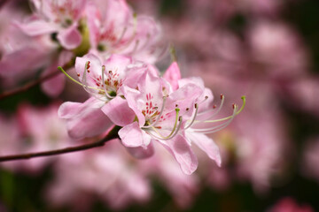 Very gentle pink flowers of a rhododendron on forward and a background.The image out of focus transferring mood.