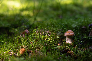 mushroom in the forest