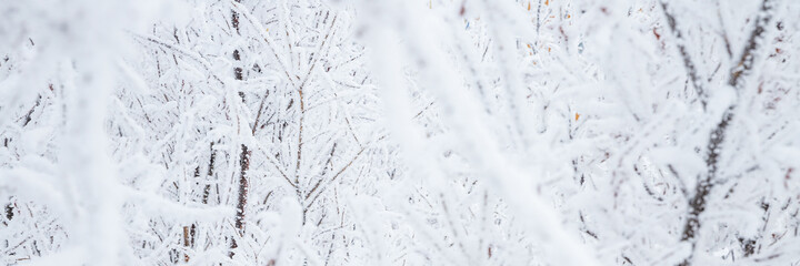 Snow and rime ice on the branches of bushes. Beautiful winter background with twigs covered with hoarfrost. Plants in the park are covered with hoar frost. Cold snowy weather. Cool frosting texture.