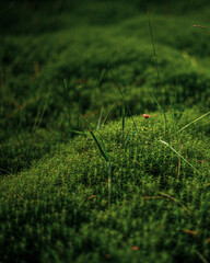 moss in the field