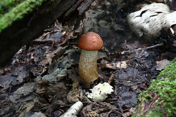 Single young aspen mushroom grow among the fallen down rotten foliage.