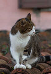 Striped cat on the roof with sleepy face, Italian cat, European kitten.Wildlife,Animal lovers.