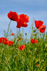 Obraz premium Mohnfelder im Abendlicht