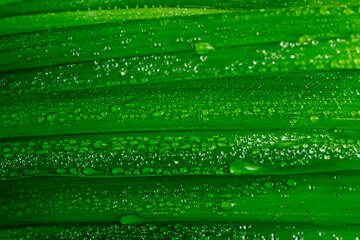 Rain covered green leaves of garden plant,botanical foliage nature background,print for...