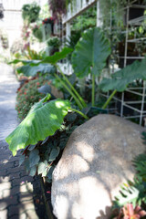 Variety summer plant sale and display in the market