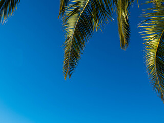 Palm leaves on blue sky in summer