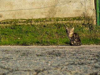 Little cat sitting on the ground in the sun