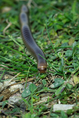 A millipede of the Julidae family, Eastern Crimea, the Black Sea coast.