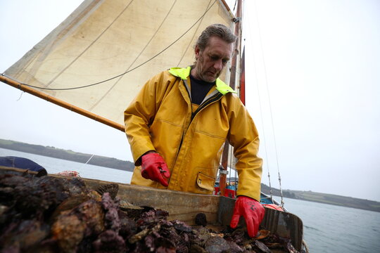 Oyster fisherman Adam Spargo dredges for oysters in the Fal Estuary