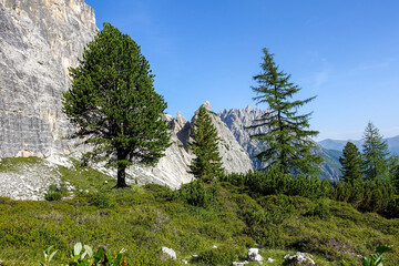 Summer mountain landscape with big fir tree background