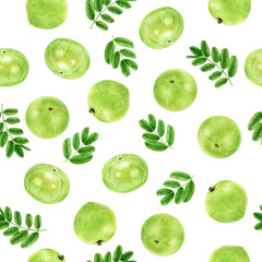 Watercolor seamless pattern amla isolated on white.