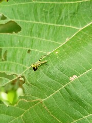 green caterpillar on leaf