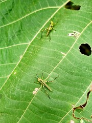 green caterpillar on leaf