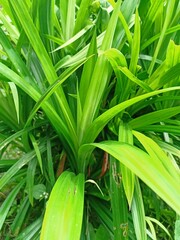 close up of a green plant